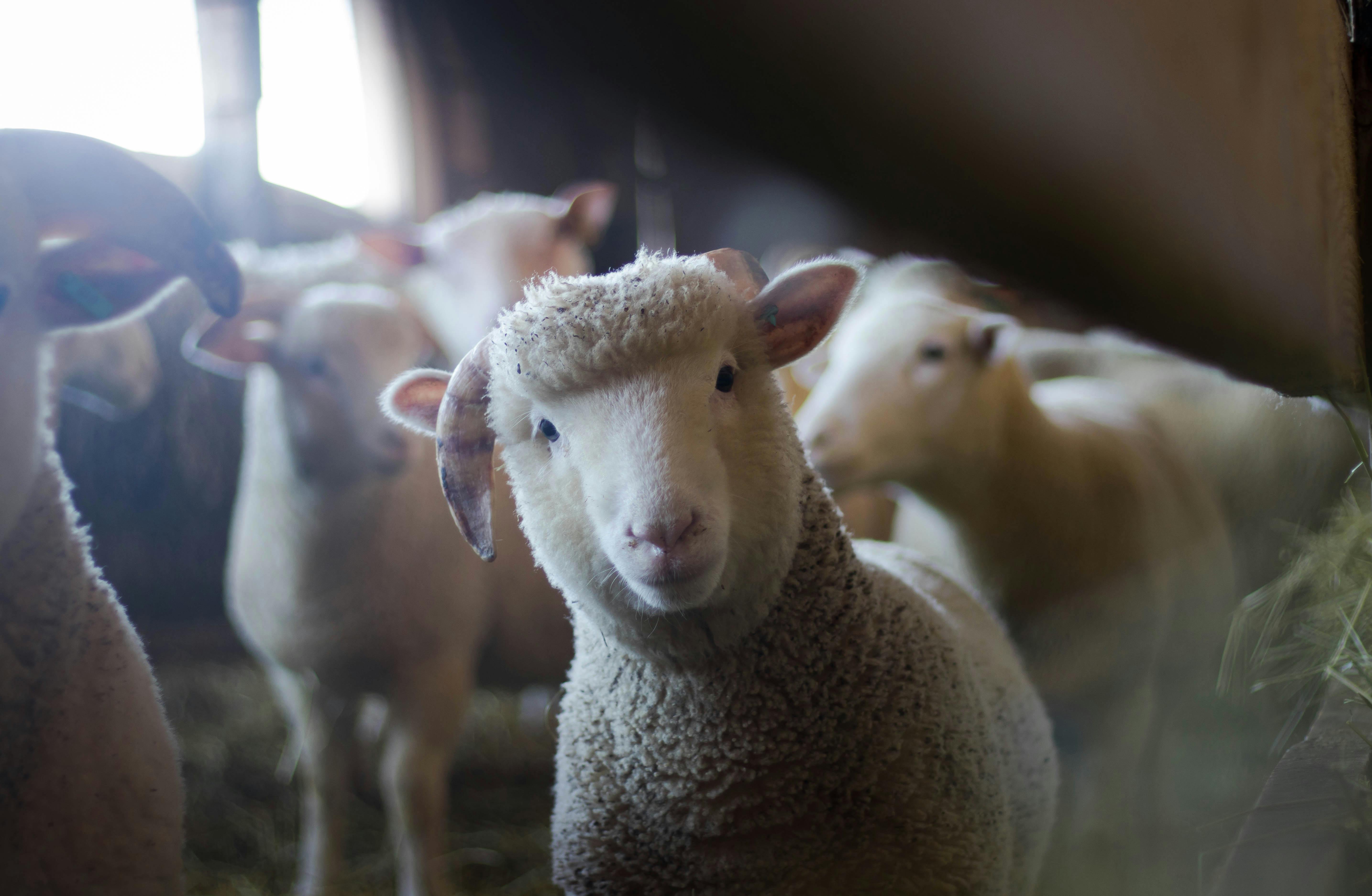 The Shepherd’s Voice